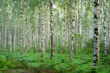 Beautiful sunny morning in green forest