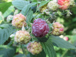 Zbliżenie na owoce maliny © Kumulugma