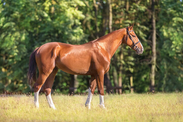 Horse exterior in meadow