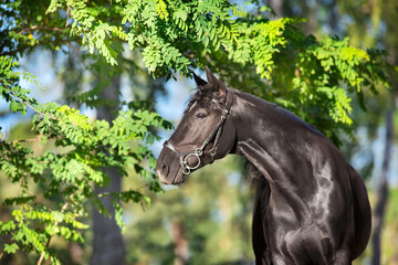 Black stallion with long mane in bridle