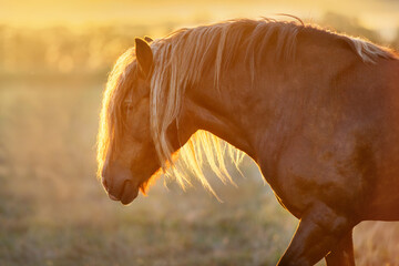 Horse portrait close up at sunlight