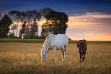 Mare and foal grazing on pasture