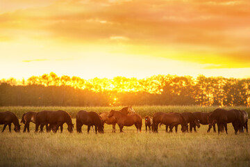Horses on pasture in sunlight