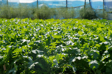 大根の葉