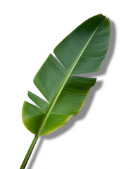 Obraz premium Banana Leaf Minimal Flat Lay on White