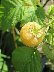 Zbliżenie na owoce maliny © Kumulugma