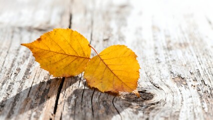 autumn leaves on the ground