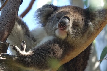 Ein Koala schläft auf einem Baumstamm und hält sich mit seinen Pfoten fest. Das Beuteltier ruht entspannt in seiner natürlichen Umgebung.