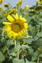 Obraz premium Closeup of a sunflower growing in a field of sunflowers during a nice sunny summer day, Sunflower natural background. flower blooming, Beautiful field of blooming sunflowers, Chakwal, Punjab, Pakistan