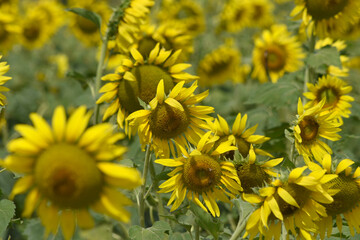 Closeup of a sunflower growing in a field of sunflowers during a nice sunny summer day, Sunflower natural background. flower blooming, Beautiful field of blooming sunflowers, Chakwal, Punjab, Pakistan