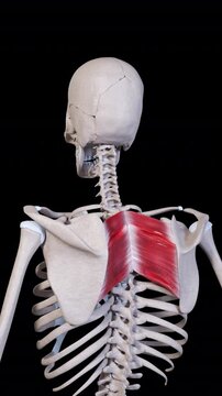 Rhomboid Muscle Movement Vertical Video