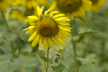Closeup of a sunflower growing in a field of sunflowers during a nice sunny summer day, Sunflower natural background. flower blooming, Beautiful field of blooming sunflowers, Chakwal, Punjab, Pakistan