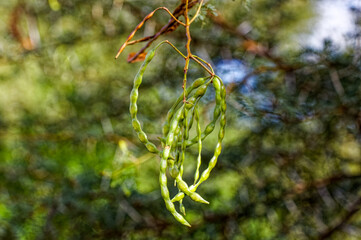 Cluster of green Acacia Karroo tree seedpods before ripening in autumn in the Little Karoo, near Oudtshoorn, Western Cape, South Africa