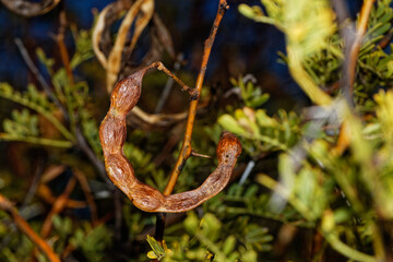 Single brown seedpod on an Acacia Karroo tree in autumn near Oudtshoorn in the Little Karoo, Western Cape