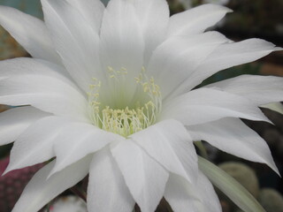 Zbliżenie na białe kwiaty kaktusa © Kumulugma