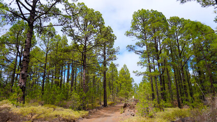 Canary pine trees or Pinus canariensis against blue sky in the forest of Teide National Park, Tenerife,
Canary Islands,Spain. 