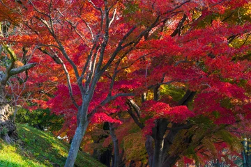 Fototapeten Bordeaux 日本の風景・秋　紅葉の世界遺産　国宝姫路城  © Yuta1127