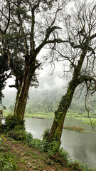 Old mossy trees by a lake in tropical forest, misty weather and green hills creating tranquil rainy landscape.