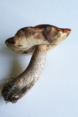 Unique mushroom with a thick stem found in a forest during early autumn