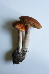 Unique brown mushrooms growing from dark soil on a plain background exploring nature's diversity