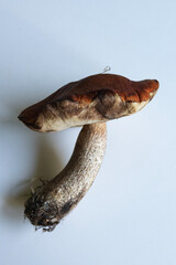 Mushroom with a dark brown cap and a long stem found in a forest setting during autumn