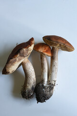 Freshly harvested mushrooms with earthy colors displayed on a clean surface