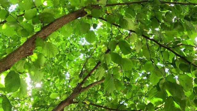 Lush green leaves above gently move as branches sway in daylight, while sunlight filters through creating lively motion and vibrant natural atmosphere