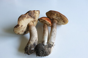 Mushrooms growing from soil on a white surface in natural light during daytime
