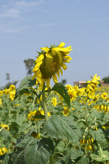 Closeup of a sunflower growing in a field of sunflowers during a nice sunny summer day, Sunflower natural background. flower blooming, Beautiful field of blooming sunflowers, Chakwal, Punjab, Pakistan