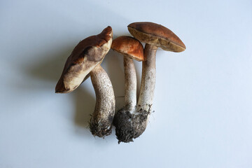 Freshly harvested mushrooms displayed on a clean white surface showcasing earthy tones and textures