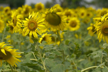Closeup of a sunflower growing in a field of sunflowers during a nice sunny summer day, Sunflower natural background. flower blooming, Beautiful field of blooming sunflowers, Chakwal, Punjab, Pakistan