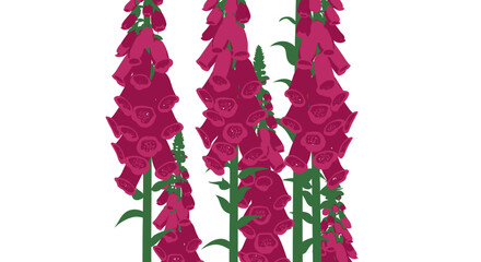 Three digital foxglove plants © gudangPIXEL