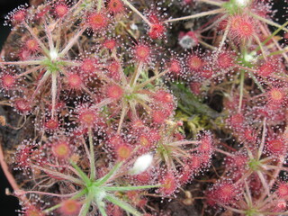 Zbliżenie na rozety rośliny z gatunku drosera © Kumulugma