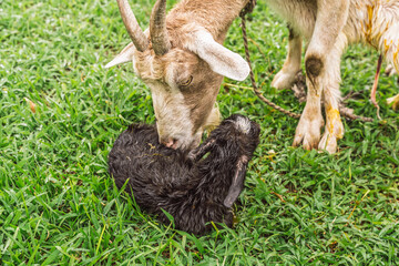 Goat licking wet newborn kid while second kid rests on grass in rural area with flowers and stone...
