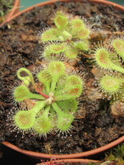 Zbliżenie na rozety rośliny z gatunku drosera © Kumulugma