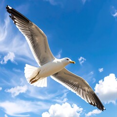 A seagull soaring in a vibrant blue sky (3)