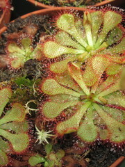 Zbliżenie na rozety rośliny z gatunku drosera © Kumulugma