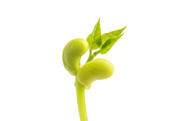 Bean sprout isolated on transparent background, young plant with green leaves and seed, seedling growing from soil, agriculture and gardening