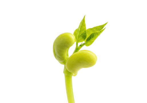 Bean sprout isolated on transparent background, young plant with green leaves and seed, seedling growing from soil, agriculture and gardening