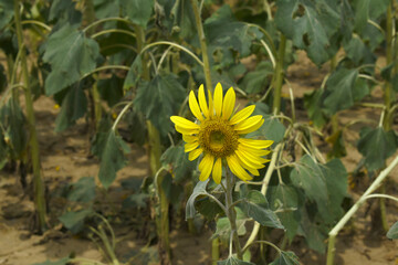Closeup of a sunflower growing in a field of sunflowers during a nice sunny summer day, Sunflower natural background. flower blooming, Beautiful field of blooming sunflowers, Chakwal, Punjab, Pakistan