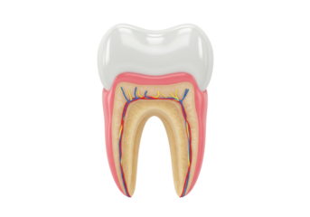Detailed molar tooth anatomy isolated, cross section showing enamel, dentin, pulp, nerves, and blood vessels for dental education