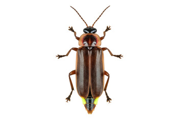 Firefly beetle isolated on transparent background, brown insect with yellow light-emitting organ for nature and wildlife concepts