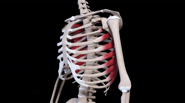 Serratus Anterior Muscle Movement