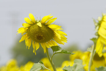 Closeup of a sunflower growing in a field of sunflowers during a nice sunny summer day, Sunflower natural background. flower blooming, Beautiful field of blooming sunflowers, Chakwal, Punjab, Pakistan