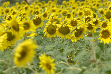 Closeup of a sunflower growing in a field of sunflowers during a nice sunny summer day, Sunflower natural background. flower blooming, Beautiful field of blooming sunflowers, Chakwal, Punjab, Pakistan