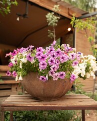 flowers in pots
