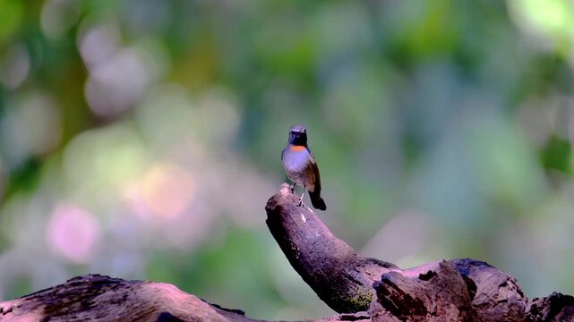 Rufous-gorgeted flycatcher, Orange gorgetted Flycatcher is dark grey to brown bird live in nature.
