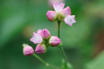 可憐な赤色のミソソバの花