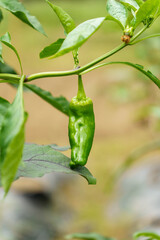 ピーマンの若い実