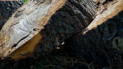 tree trunk texture